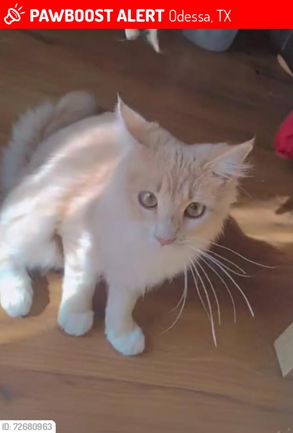 Lost Female Cat last seen Next to central Baptist Church , Odessa, TX 79761