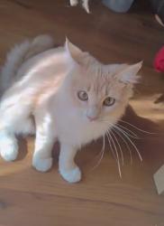 Lost Female Cat last seen Next to central Baptist Church , Odessa, TX 79761