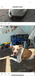 Lost Male Dog last seen Hermosillo /Isla vista court , New Port Richey, FL 34655