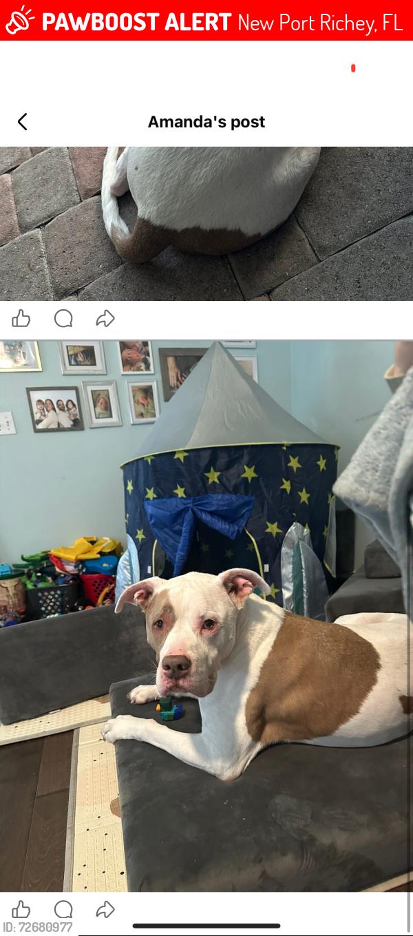 Lost Male Dog last seen Hermosillo /Isla vista court , New Port Richey, FL 34655