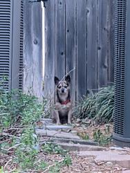Found/Stray Unknown Dog last seen Near Applewood rd. , Fort Worth, TX 76133