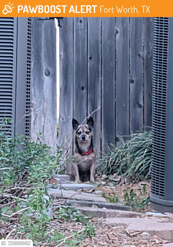 Found/Stray Unknown Dog last seen Near Applewood rd. , Fort Worth, TX 76133
