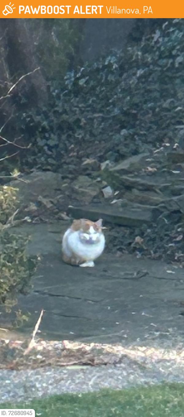 Found/Stray Male Cat last seen Montgomery Avenue, Villanova, PA 19085