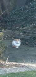 Found/Stray Male Cat last seen Montgomery Avenue, Villanova, PA 19085