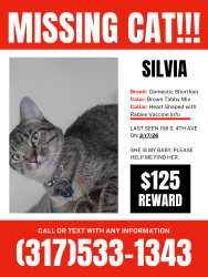 Lost Female Cat last seen South 4th and Bellefontaine , Beech Grove, IN 46107