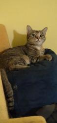 Lost Female Cat last seen Terracotta and Lake Shore., Lake Elsinore, CA 92530