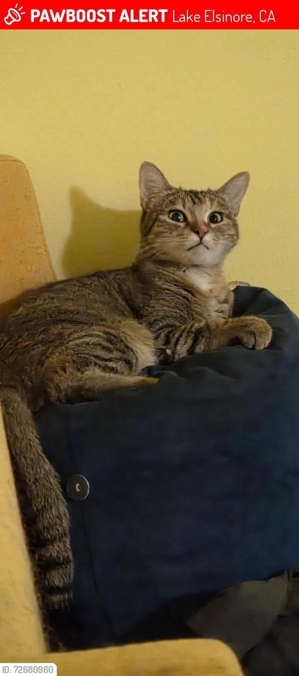 Lost Female Cat last seen Terracotta and Lake Shore., Lake Elsinore, CA 92530