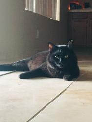 Lost Male Cat last seen S. Constellation CT and Tulsa St., Gilbert, Gilbert, AZ 85295