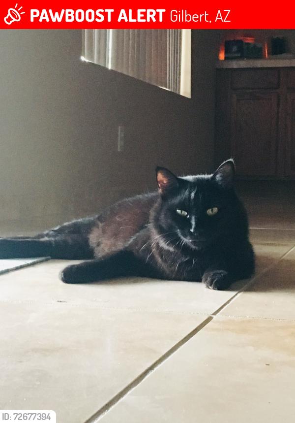 Lost Male Cat last seen S. Constellation CT and Tulsa St., Gilbert, Gilbert, AZ 85295