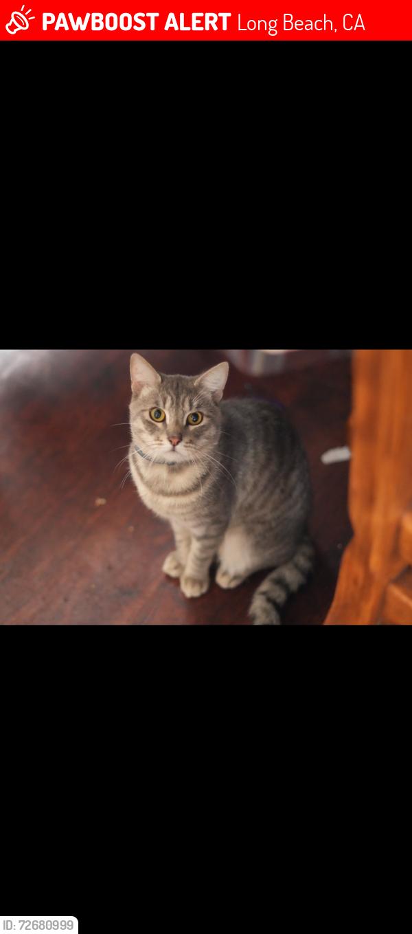 Lost Male Cat last seen san antonio and gundry , Long Beach, CA 90807
