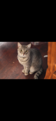Lost Male Cat last seen san antonio and gundry , Long Beach, CA 90807