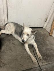 Found/Stray Female Dog last seen E Grandview rd & N 28th st, Phoenix, AZ 85032