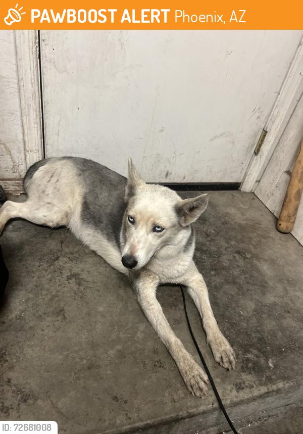 Found/Stray Female Dog last seen E Grandview rd & N 28th st, Phoenix, AZ 85032
