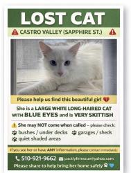 Lost Female Cat last seen Near Creekside Middle School , Castro Valley, CA 94546