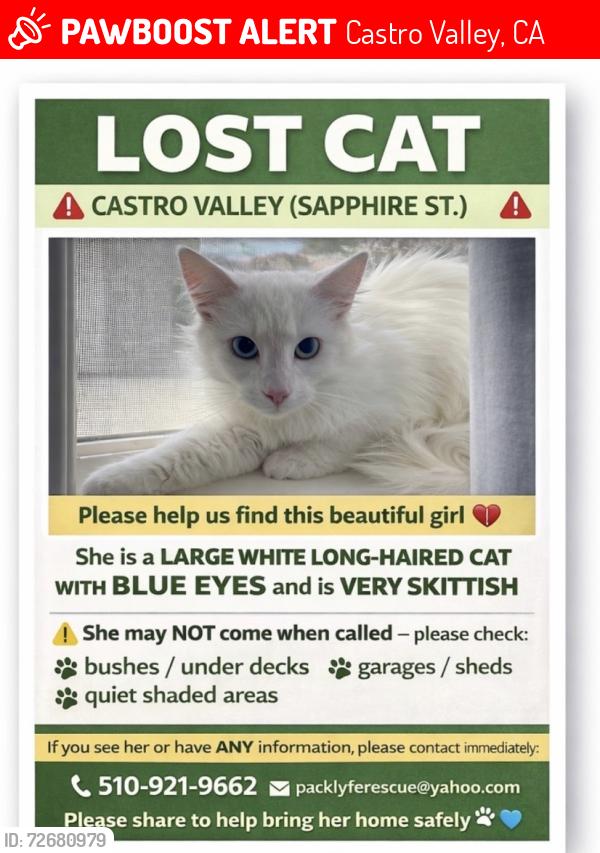 Lost Female Cat last seen Near Creekside Middle School , Castro Valley, CA 94546