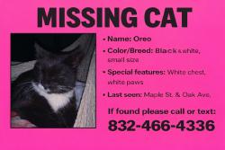 Lost Female Cat last seen Mona vista drive, Houston, TX 77016