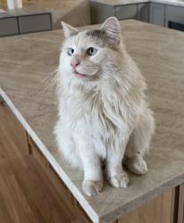 Lost Male Cat last seen Near W 31st Ave,Golden, CO 80401, Golden, CO 80401