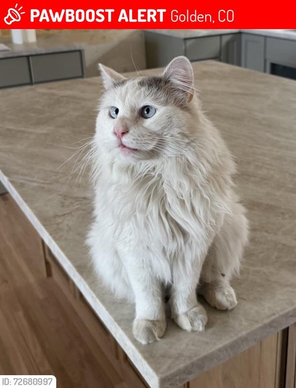 Lost Male Cat last seen Near W 31st Ave,Golden, CO 80401, Golden, CO 80401