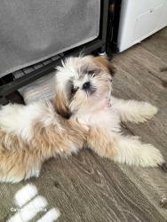 Lost Female Dog last seen Arminta st, Los Angeles, CA 91303