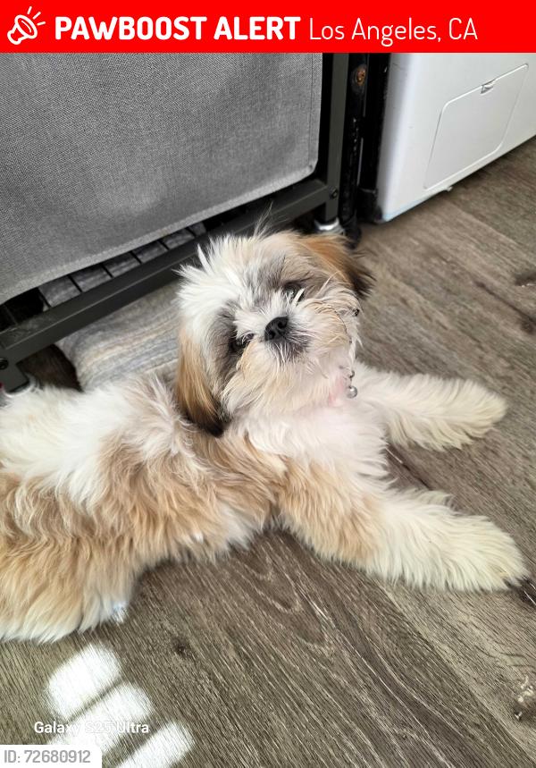 Lost Female Dog last seen Arminta st, Los Angeles, CA 91303