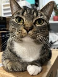 Lost Female Cat last seen 35-45 gateway dr, Staten Island, NY 10304