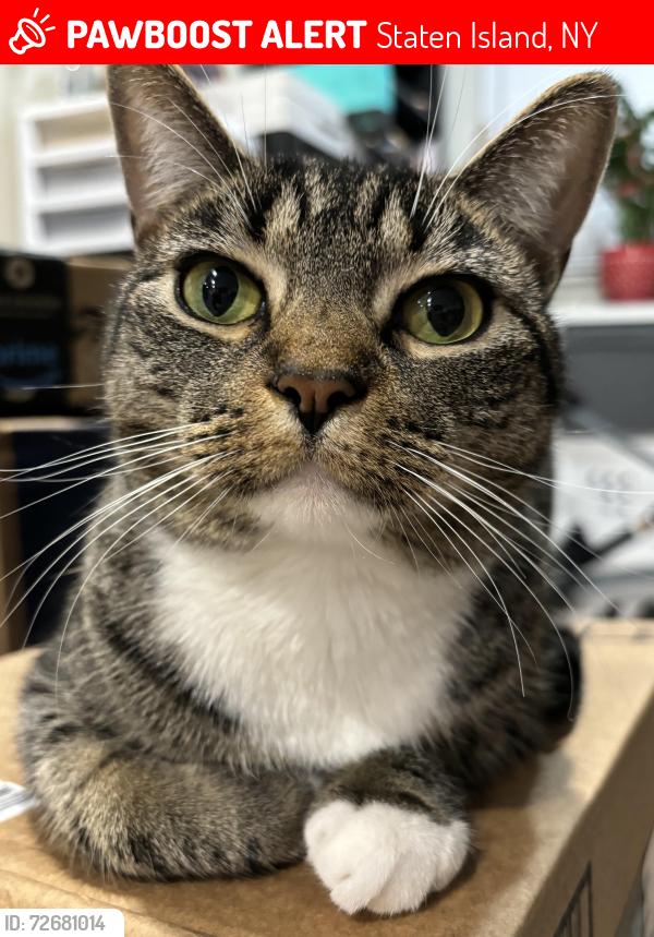 Lost Female Cat last seen 35-45 gateway dr, Staten Island, NY 10304