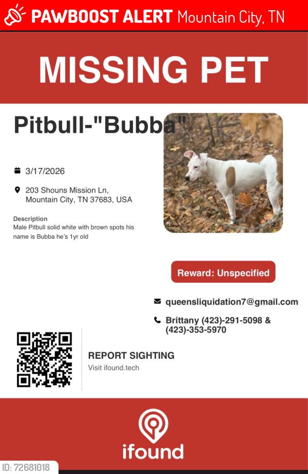 Lost Male Dog last seen Food lion on shady street, Mountain City, TN 37683