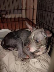 Found/Stray Male Dog last seen Near 7999-7773 Fort Jefferson Blvd, Orlando, FL 32822, Orlando, FL 32822