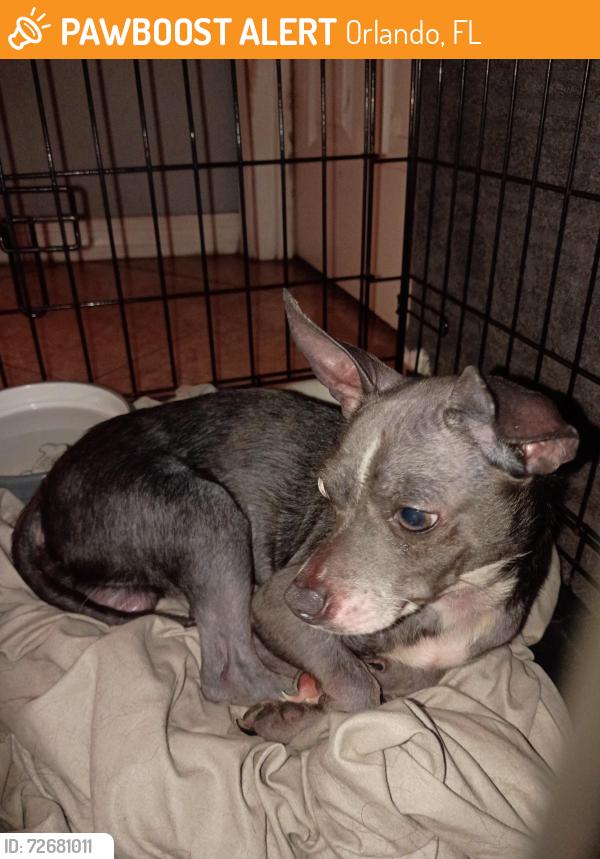 Found/Stray Male Dog last seen Near 7999-7773 Fort Jefferson Blvd, Orlando, FL 32822, Orlando, FL 32822