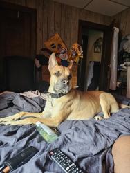 Lost Male Dog last seen Rhode island, Cincinnati, OH 45237