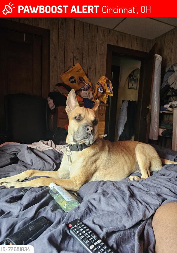 Lost Male Dog last seen Rhode island, Cincinnati, OH 45237