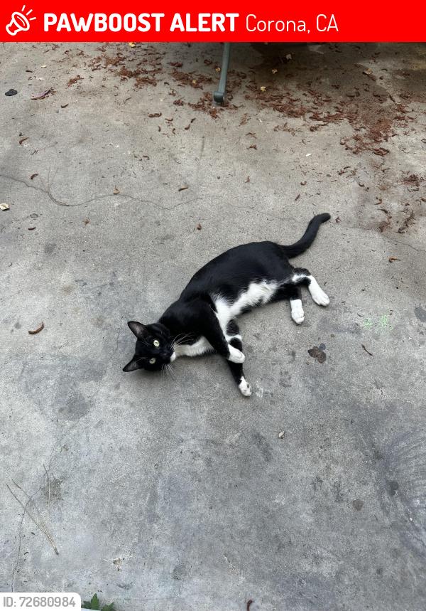 Lost Male Cat last seen e sixth st and e grand blvd, Corona, CA 92879