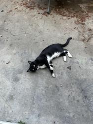Lost Male Cat last seen e sixth st and e grand blvd, Corona, CA 92879
