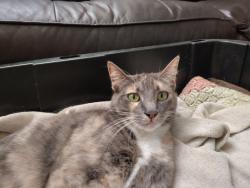 Lost Female Cat last seen Near watt ave. Last seen near lumber yard in the contractor Warehouse behind the recycle center, North Highlands, CA 95660
