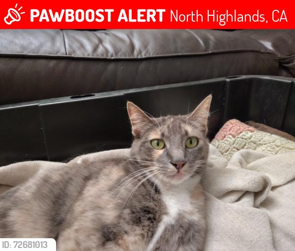 Lost Female Cat last seen Near watt ave. Last seen near lumber yard in the contractor Warehouse behind the recycle center, North Highlands, CA 95660