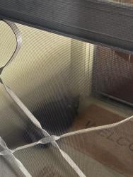 Found/Stray Unknown Cat last seen Sitting at the top of my steps to my apmt , Los Angeles, CA 90025