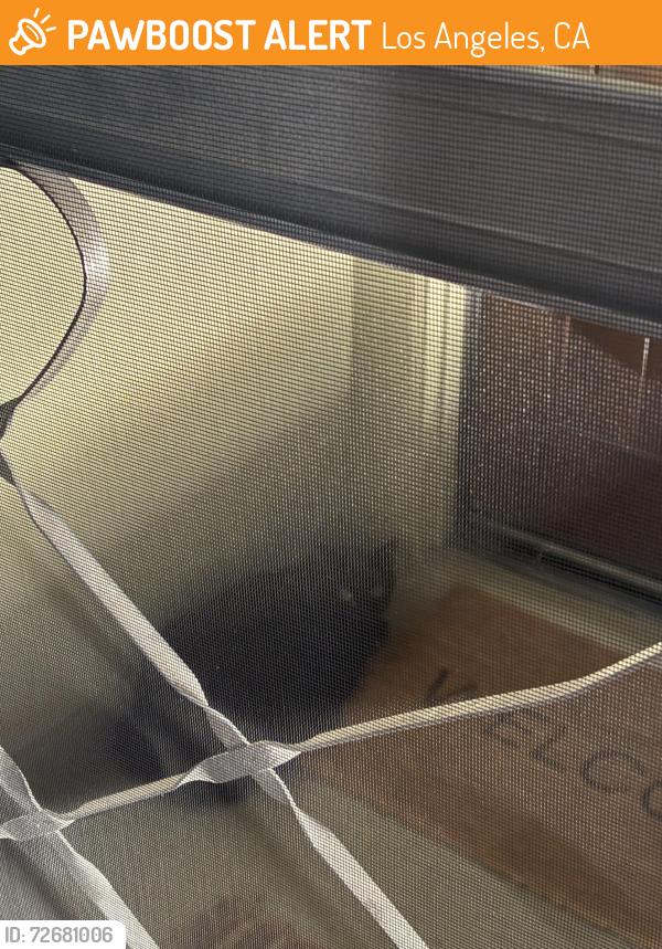 Found/Stray Unknown Cat last seen Sitting at the top of my steps to my apmt , Los Angeles, CA 90025