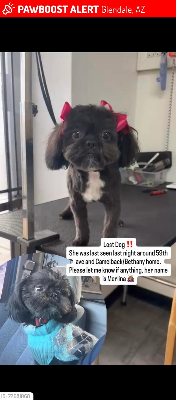 Lost Female Dog last seen 59th ave and Missouri ave , Glendale, AZ 85301