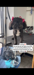 Lost Female Dog last seen 59th ave and Missouri ave , Glendale, AZ 85301