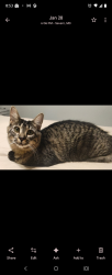 Lost Female Cat last seen Lorgnette Ct, Severn, MD 21144