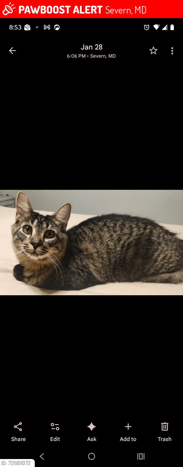 Lost Female Cat last seen Lorgnette Ct, Severn, MD 21144
