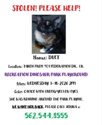 Lost Female Cat last seen Recreation Park , Long Beach, CA 90814
