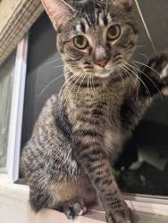 Lost Female Cat last seen Calle koral & sand castle, Goleta, CA 93117