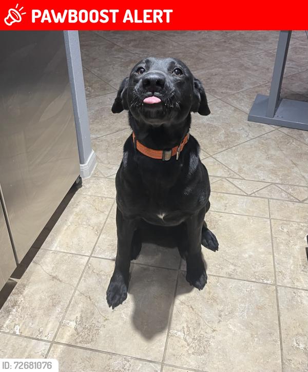 Lost Male Dog last seen 1488/2978, Montgomery County, TX 77354