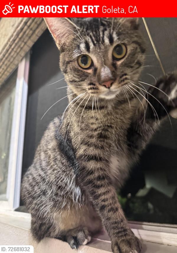 Lost Female Cat last seen Calle koral & sand castle, Goleta, CA 93117