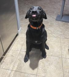 Lost Male Dog last seen 1488/2978, Montgomery County, TX 77354