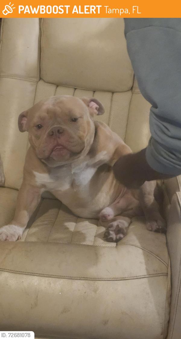 Found/Stray Male Dog last seen 70th st and Flint Dr, Tampa, FL 33619
