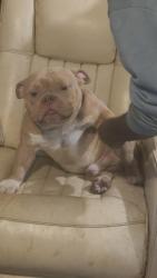 Found/Stray Male Dog last seen 70th st and Flint Dr, Tampa, FL 33619
