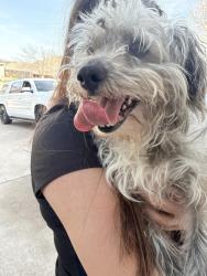 Found/Stray Male Dog last seen Greenway Drive and Shoreline, Burleson, TX 76028