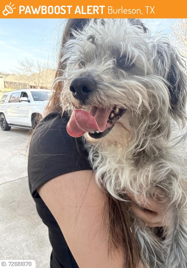 Found/Stray Male Dog last seen Greenway Drive and Shoreline, Burleson, TX 76028